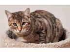 Adopt Ada a Brown Tabby Domestic Shorthair (short coat) cat in Mead