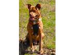 Adopt Zeus a Red/Golden/Orange/Chestnut Plott Hound / Terrier (Unknown Type