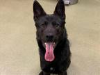 Adopt SHELTER NEEDS HELP! a Black German Shepherd Dog / Belgian Malinois / Mixed