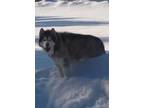 Adopt Dozer a Red/Golden/Orange/Chestnut - with White Alaskan Malamute / Mixed