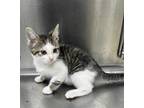 Adopt Marty a White Domestic Shorthair / Mixed Breed (Medium) / Mixed (short