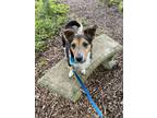 Adopt Curly a Black Jack Russell Terrier / Mixed Breed (Medium) / Mixed (short