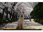 Adopt HaengBok a White Shiba Inu / Jindo / Mixed dog in Bellevue, WA (38992943)