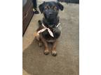 Adopt Levi a Black - with Tan, Yellow or Fawn Labrador Retriever / Leonberger /