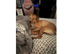 Adopt Jey a Tan/Yellow/Fawn Mutt / Mixed dog in Columbia, SC (41351875)