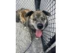 Adopt Atlas a Brown/Chocolate Dutch Shepherd / Mixed Breed (Medium) / Mixed