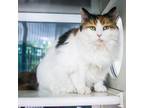 Adopt LUNA a Domestic Mediumhair / Mixed (medium coat) cat in Murfreesboro