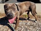 Adopt SHELTER needs help!! a Gray/Silver/Salt & Pepper - with White Mastiff /
