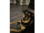 Adopt Jake a Brown/Chocolate - with Tan Labrador Retriever / Rottweiler / Mixed
