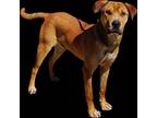 Adopt Trent a Red/Golden/Orange/Chestnut - with White Shar Pei / German Shepherd