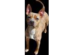 Adopt Nugget a Merle Boston Terrier / Pit Bull Terrier / Mixed dog in Talladega