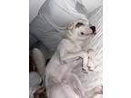 Adopt Jimmy a White Mutt / Boxer / Mixed dog in Columbia, SC (41351832)