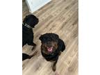 Adopt Bjorn a Black - with Brown, Red, Golden, Orange or Chestnut Rottweiler /