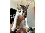 Adopt Julia a Domestic Shorthair / Mixed (short coat) cat in Arkadelphia