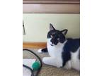 Adopt Catticus a Black & White or Tuxedo American Shorthair / Mixed (short coat)