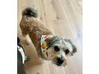Adopt Darla a Wheaten Terrier / Mixed dog in San Diego, CA (41341769)
