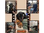 Adopt Higgins a Doberman Pinscher / Mixed dog in Mesa, AZ (41341810)