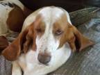Adopt Minnie a Basset Hound / Mixed dog in Salt Lake City, UT (41322665)