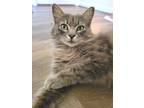 Adopt Jackie O a Gray, Blue or Silver Tabby Domestic Longhair (long coat) cat in