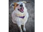 Adopt Pax a Cattle Dog / Great Pyrenees / Mixed dog in Warren, MI (41313748)