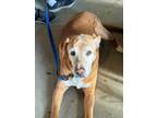 Adopt Wilbur a Labrador Retriever / Mixed dog in Kettering, OH (41305083)