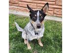 Adopt Jack a Blue Heeler dog in La Crosse, WI (41076056)