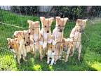 Adopt Adorable Collie Pit pups a Tan/Yellow/Fawn - with White Border Collie /