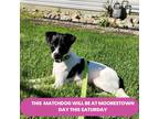 Adopt SHERLOCK 10 Pounds FOSTERED IN NEW JERSEY a White - with Black Whippet dog