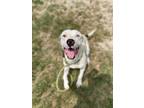 Adopt Pongo a American Staffordshire Terrier / Mixed dog in Rockport