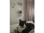 Adopt Papillo a Black & White or Tuxedo American Shorthair / Mixed (short coat)