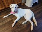 Adopt Attica a White Great Pyrenees / Labrador Retriever / Mixed dog in Tomah