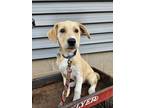 Adopt Ari a Tan/Yellow/Fawn - with Black Labrador Retriever / Great Pyrenees /