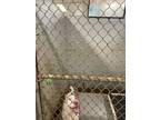Adopt A4 Ladybug a American Pit Bull Terrier / Mixed dog in Forsyth