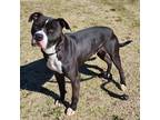 Adopt Simon a American Staffordshire Terrier / Boxer / Mixed dog in Springdale