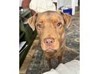 Adopt Oliver a Brown/Chocolate Mastiff / Golden Retriever dog in Orlando