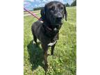 Adopt Harper a Labrador Retriever / Mixed dog in Defiance, OH (41286849)