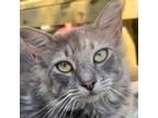 Adopt Graybelle a Maine Coon / Mixed (long coat) cat in New Braunfels