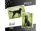 Adopt Axel a Black Labrador Retriever / German Shorthaired Pointer / Mixed