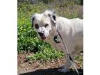 Adopt Spring a White - with Black Springer Spaniel / Australian Shepherd dog in