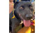Adopt Trolley a Black - with White Labrador Retriever / Mastiff dog in Bonita