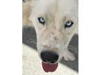 Adopt Valo a White Great Pyrenees / Anatolian Shepherd dog in Bonita