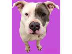 Adopt Pink a White - with Gray or Silver Pit Bull Terrier dog in Bonita