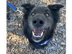 Adopt Rambo a Black Flat-Coated Retriever / German Shepherd Dog dog in Bonita