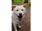 Adopt MooShoo a White - with Red, Golden, Orange or Chestnut Chow Chow / Akita