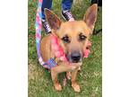 Adopt Marie a Brown/Chocolate Carolina Dog / Shepherd (Unknown Type) dog in
