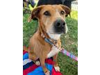 Adopt Fury a Red/Golden/Orange/Chestnut - with White Pointer / Labrador