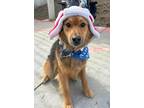 Adopt Ruckus a Brown/Chocolate - with Black Flat-Coated Retriever / German