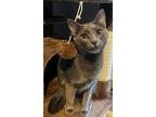 Adopt Poppy Seed a Russian Blue / Mixed (short coat) cat in Buford
