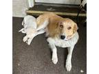 Adopt Maya Momma a Brown/Chocolate Golden Retriever / Border Collie dog in