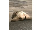 Adopt Moxie a Gray/Blue/Silver/Salt & Pepper Weimaraner / Mixed dog in Palmer